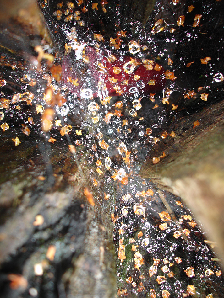foto verval beuk