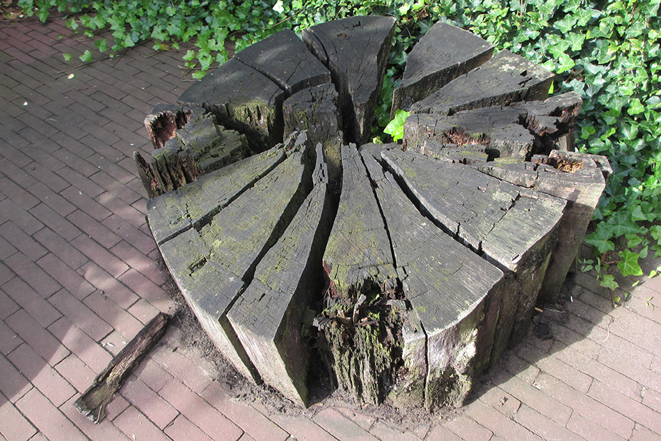 foto verval beuk