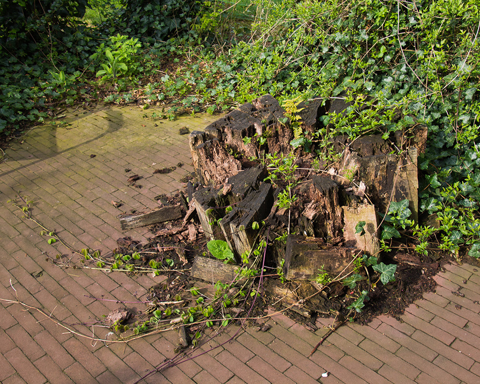 foto verval beuk